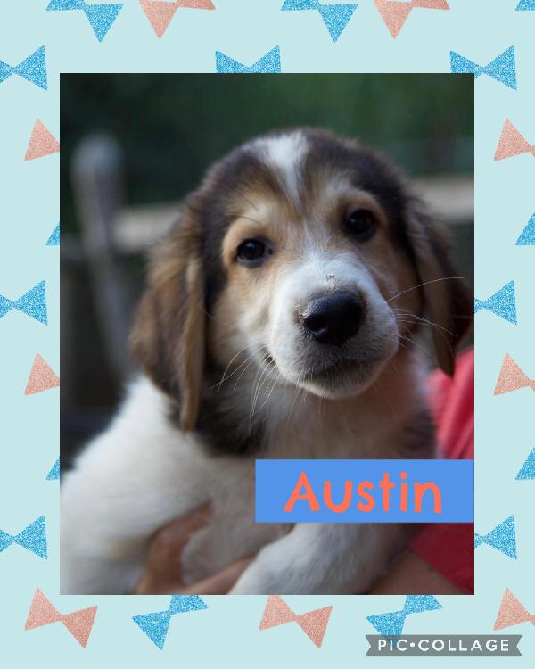 💙🐾 Austin 🐾💙 Dolce Meraviglioso Cucciolo In Adozione 