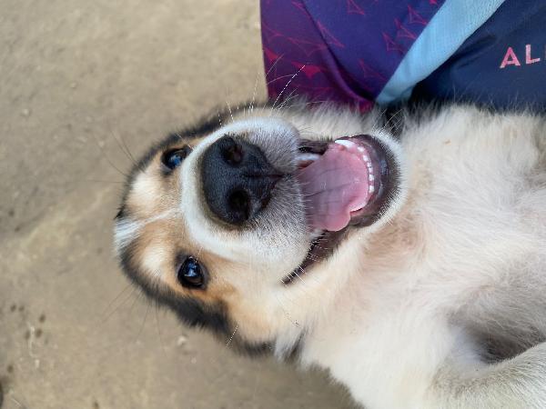 💙🐾 austin 🐾💙 dolce meraviglioso cucciolo in adozione  Foto 7