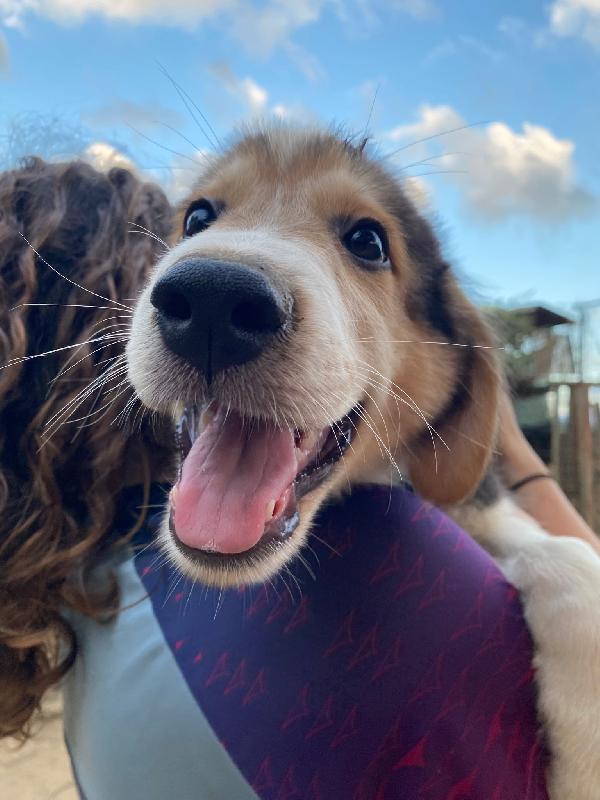 🔷🐾 austin 🐾🔷 dolcissimo cucciolo in adozione  Foto 2