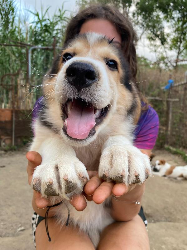 🔷🐾 austin 🐾🔷 dolcissimo cucciolo in adozione  Foto 3