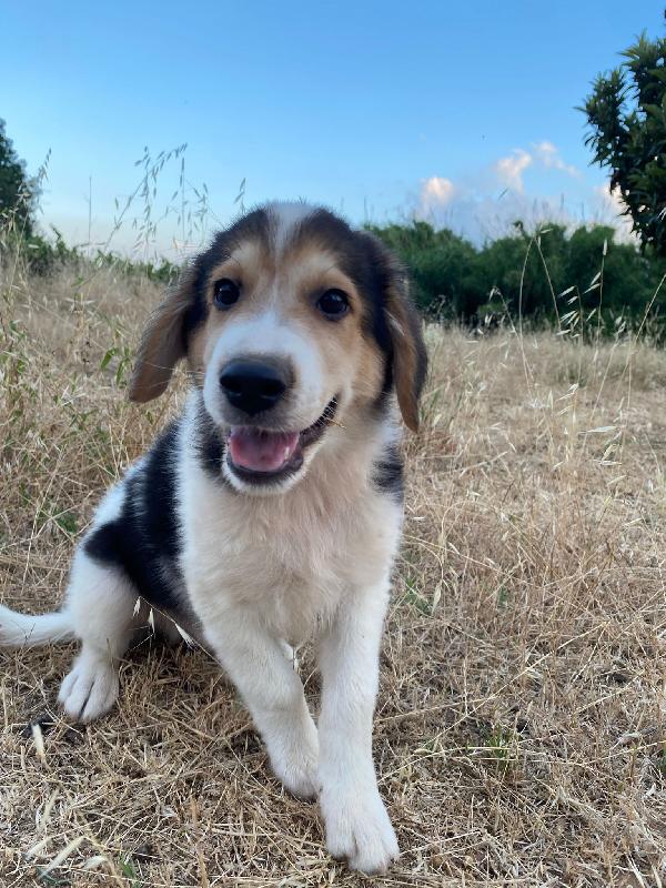 🔷🐾 austin 🐾🔷 dolcissimo cucciolo in adozione  Foto 4