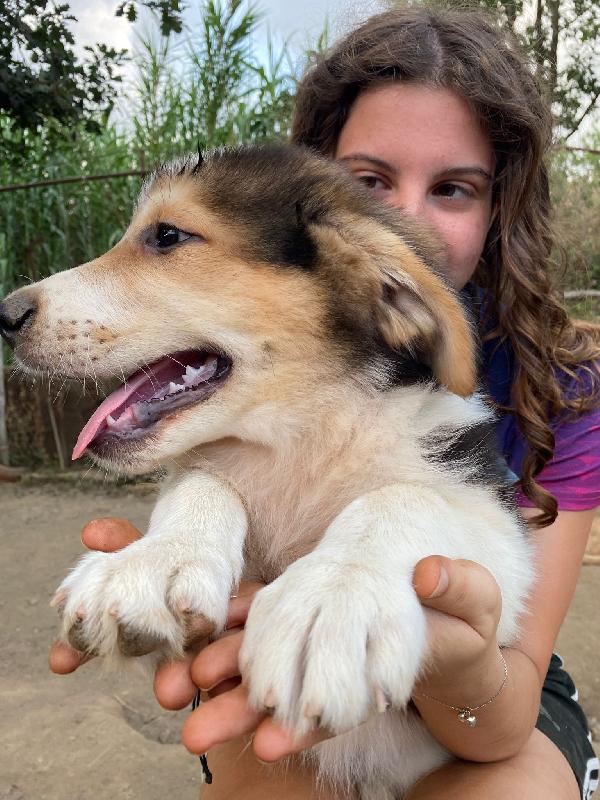 🔷🐾 austin 🐾🔷 dolcissimo cucciolo in adozione  Foto 6
