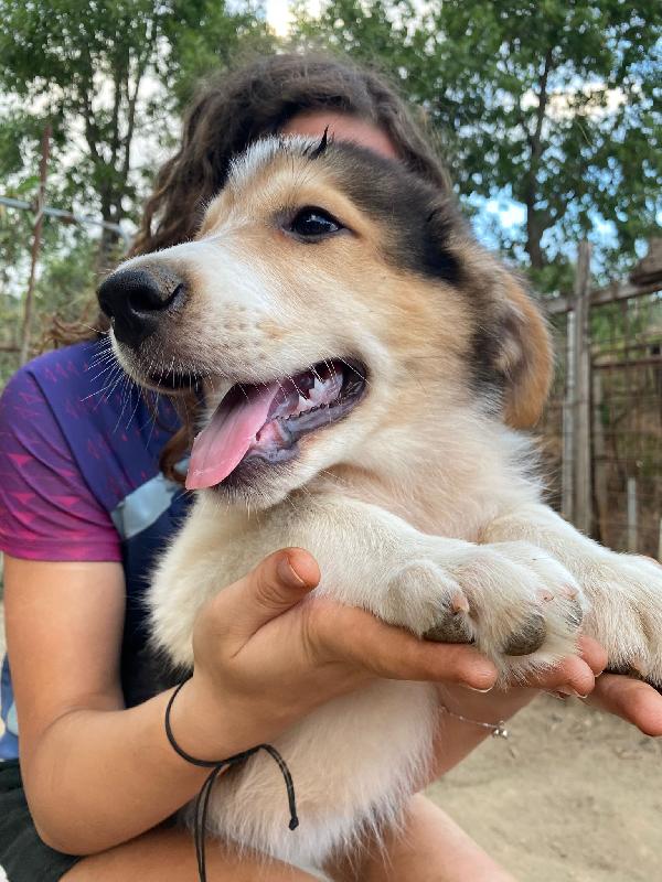 🔷🐾 austin 🐾🔷 dolcissimo cucciolo in adozione  Foto 7
