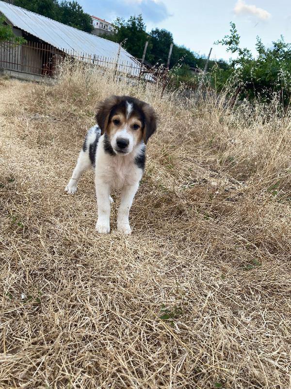 🔷🐾 austin 🐾🔷 dolcissimo cucciolo in adozione  Foto 8