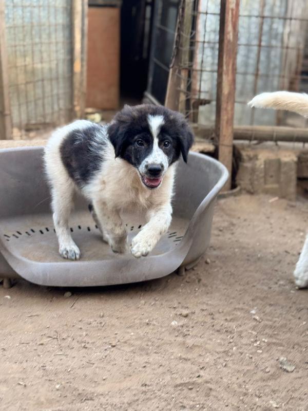 🔆🐾 ricky 🐾🔆 dolcissimo cucciolo in adozione  Foto 7