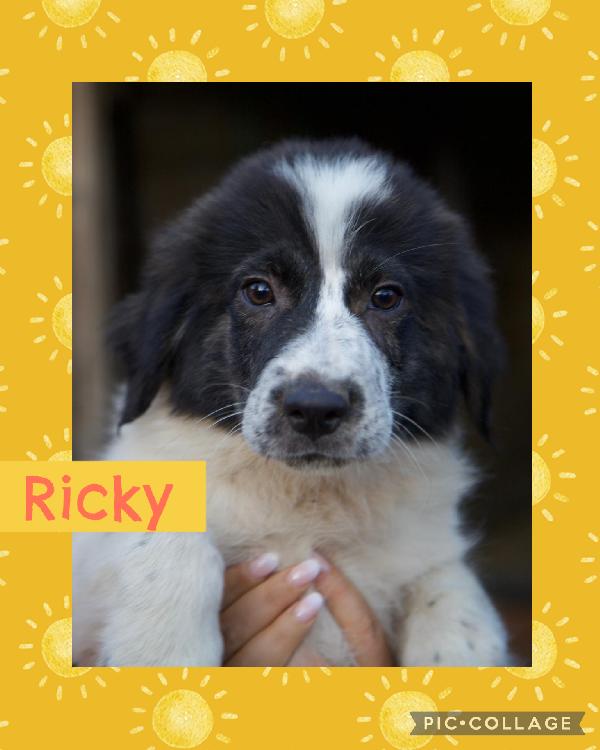 ☀️🐾 Ricky ♥️ Splendido Cucciolo In Adozione 