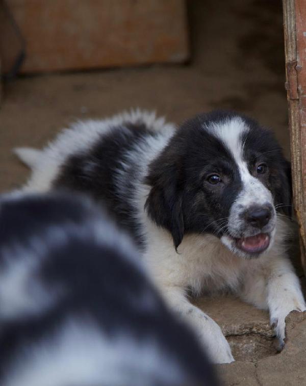 ☀️🐾 ricky ♥️ splendido cucciolo in adozione  Foto 2