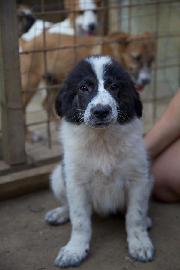 ☀️🐾 ricky ♥️ splendido cucciolo in adozione  Foto 3