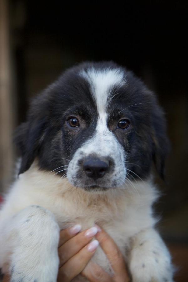 ☀️🐾 ricky ♥️ splendido cucciolo in adozione  Foto 6