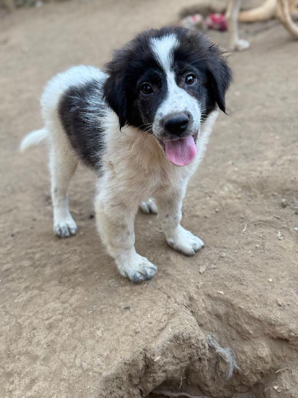 ☀️🐾 ricky ♥️ splendido cucciolo in adozione  Foto 8