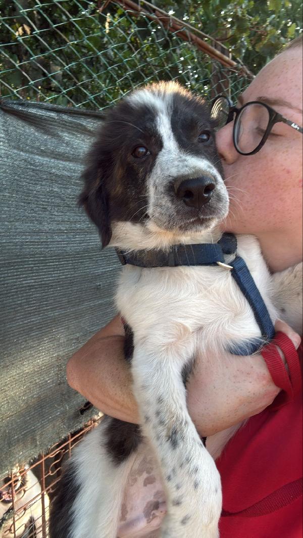 ✨🐾 ricky 💚 dolce cucciolo in adozione  Foto 9