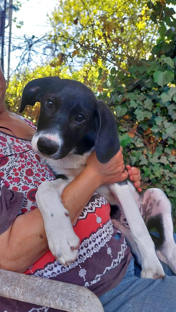 Anguissa, Cucciola 4 Mesi 