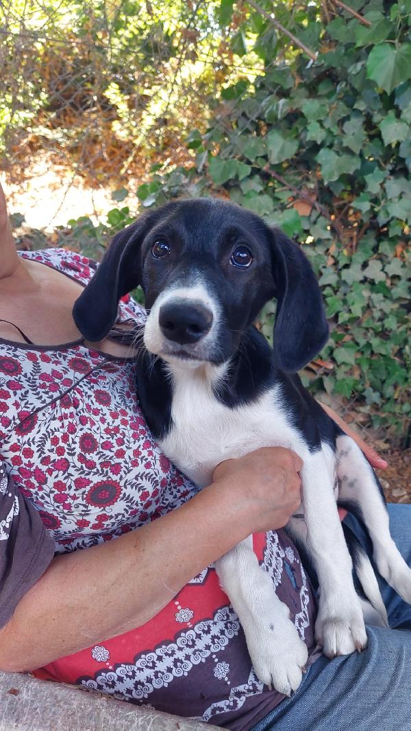 Anguissa, cucciola 4 mesi  Foto 2