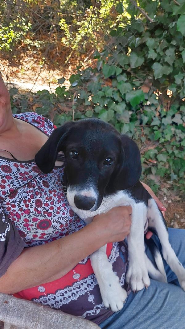 Anguissa, cucciola 4 mesi  Foto 3