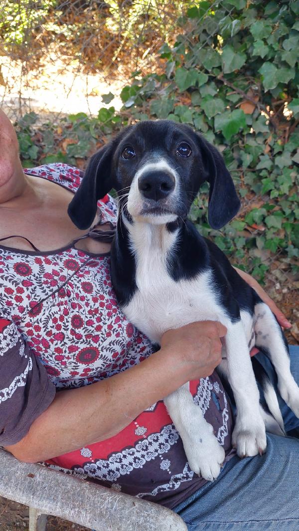 Anguissa, cucciola 4 mesi  Foto 4