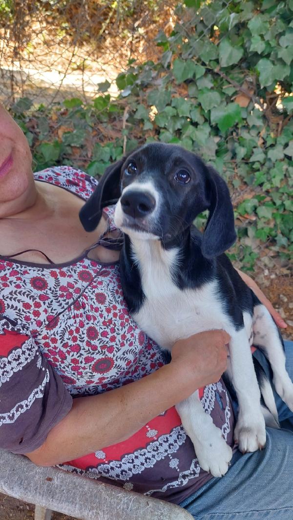 Anguissa, cucciola 4 mesi  Foto 5