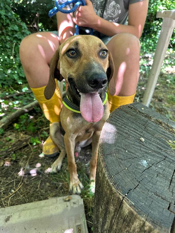Enea, Mix Segugio Cerca Amore