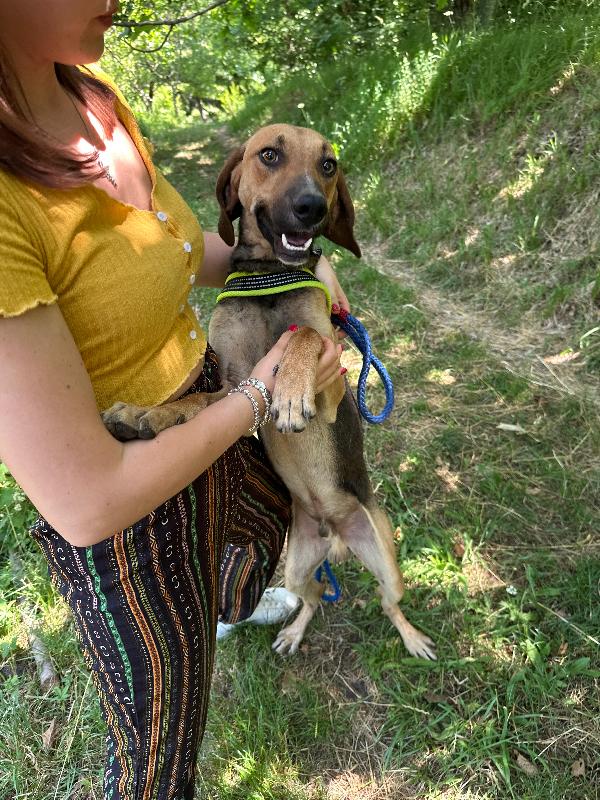 Enea, mix segugio cerca amore Foto 2