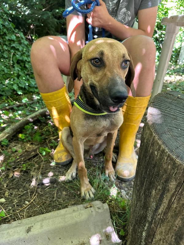 Enea, mix segugio cerca amore Foto 4