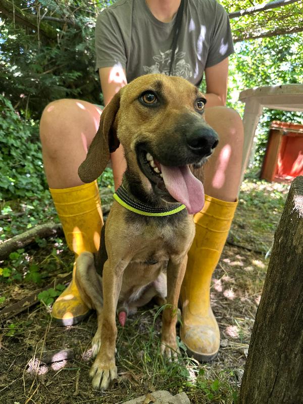 Enea, mix segugio cerca amore Foto 5