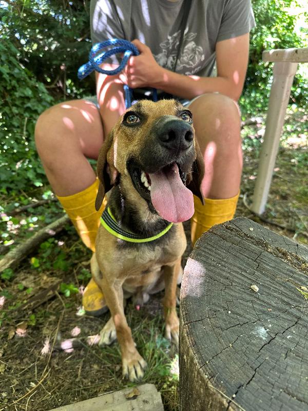 Enea, mix segugio cerca amore Foto 6