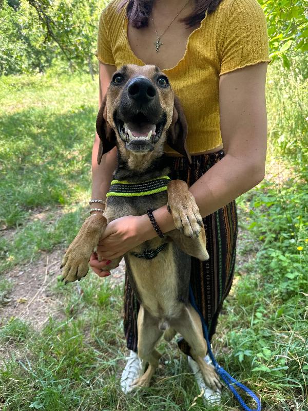 Enea, mix segugio cerca amore Foto 7