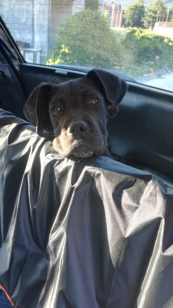 Ulisse Mix Corso Cucciolo 
