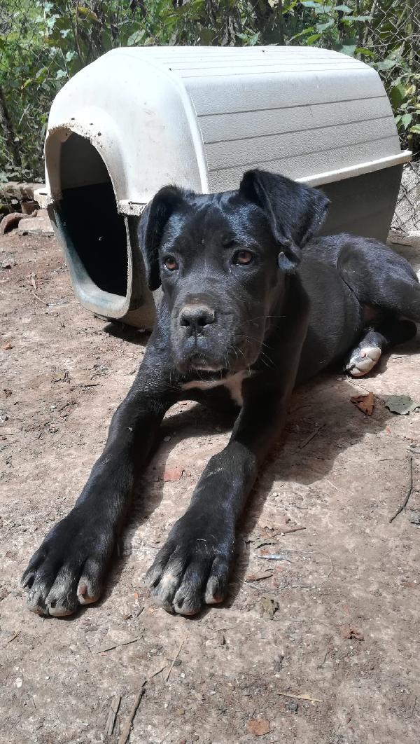 Ulisse mix corso cucciolo  Foto 3