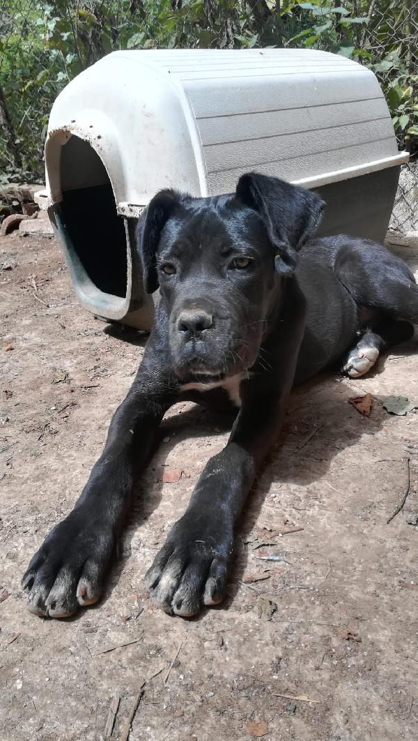 Ulisse mix corso cucciolo  Foto 4