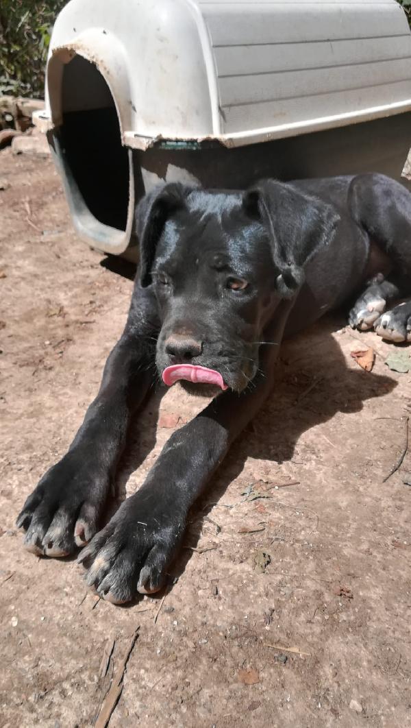 Ulisse mix corso cucciolo  Foto 5