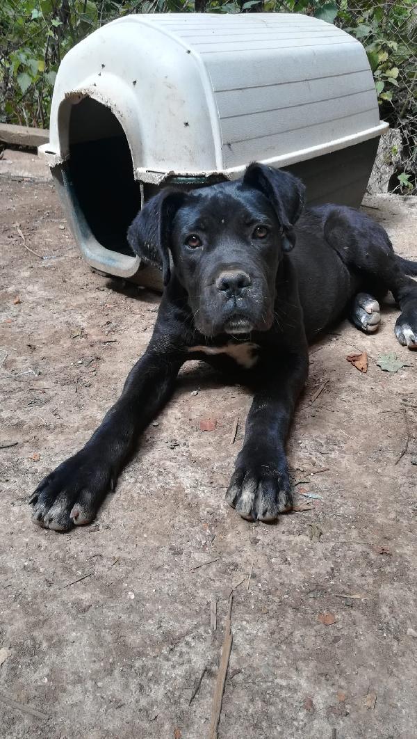 Ulisse mix corso cucciolo  Foto 6