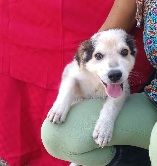 Cucciolo Di 3 Mesi