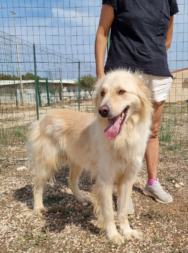 Riko Cerca Famiglia. Info Monica 3890238584