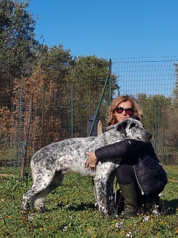 Furia Cerca Famiglia. Info Adozione Monica 3890238584