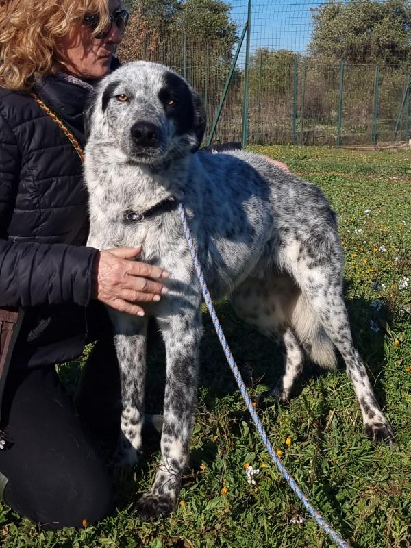 Furia Cerca Famiglia. Info adozione Monica 3890238584 Foto 2