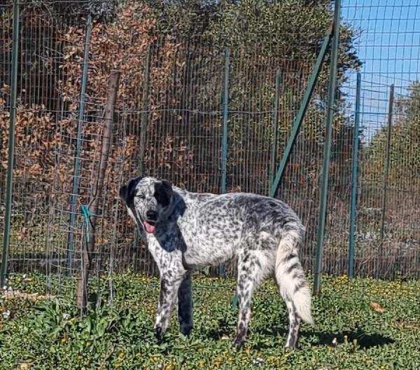 Furia Cerca Famiglia. Info adozione Monica 3890238584 Foto 4
