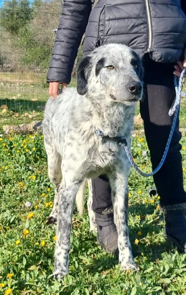 Furia Cerca Famiglia. Info adozione Monica 3890238584 Foto 5