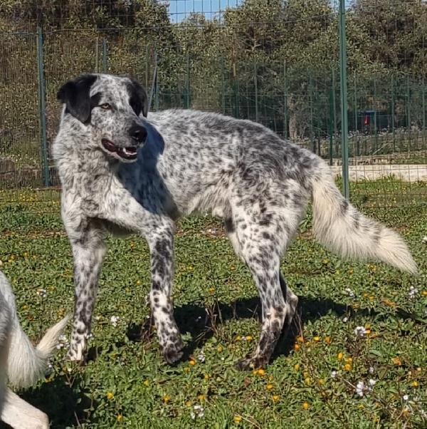 Furia Cerca Famiglia. Info adozione Monica 3890238584 Foto 6