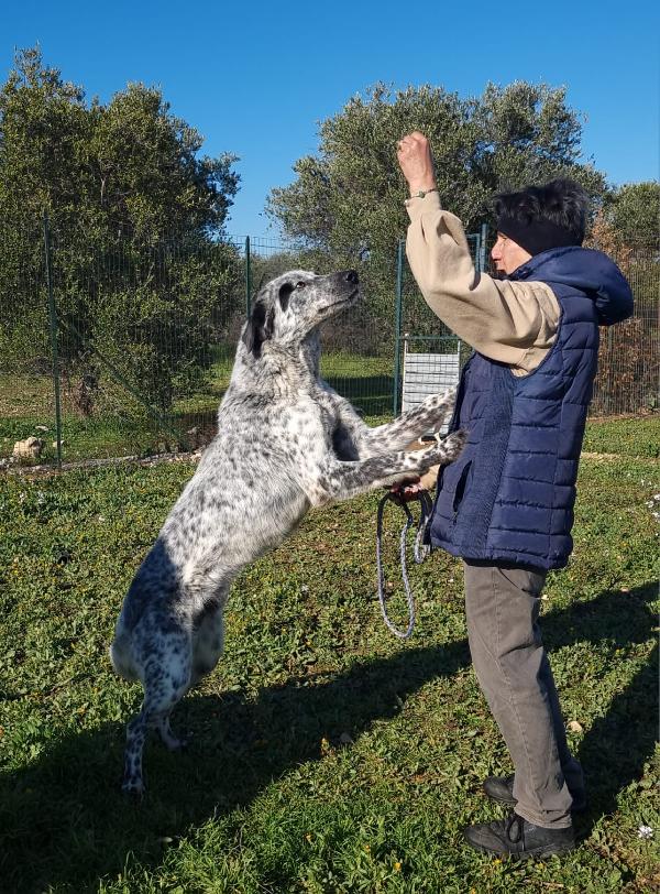 Furia Cerca Famiglia. Info adozione Monica 3890238584 Foto 7