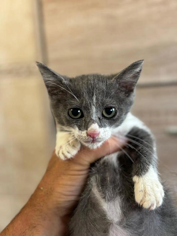 Cleo Dolce Gattina 2 Mesi Cerca Adozione