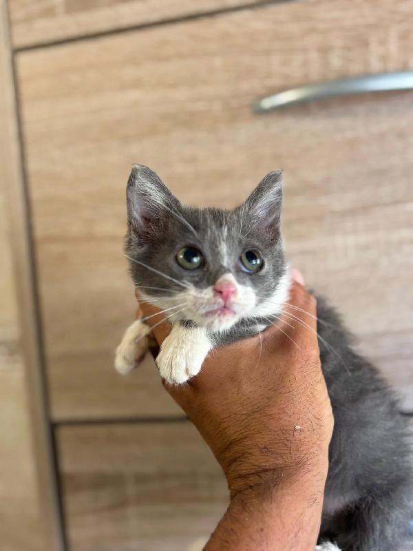 CLEO dolce gattina 2 mesi cerca adozione Foto 2