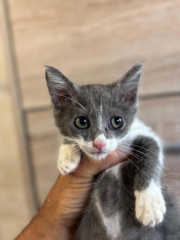CLEO dolce gattina 2 mesi cerca adozione Foto 3