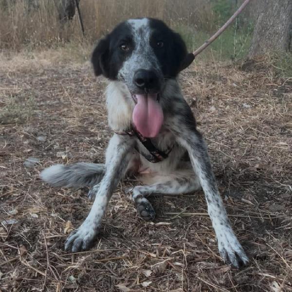 Serena, tenera cucciola 💘 Foto 3
