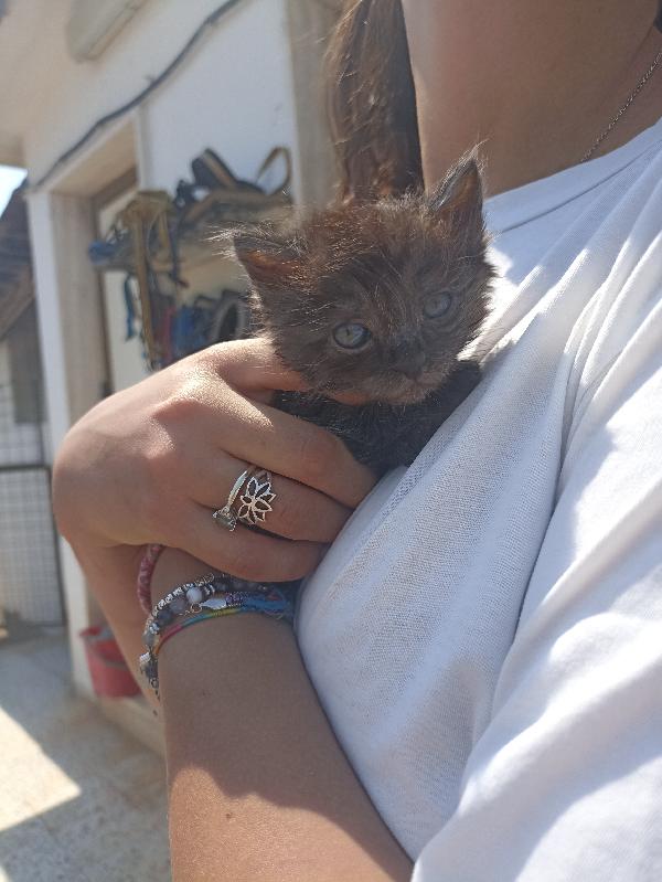 Gattina Di Un Mese In Adozione