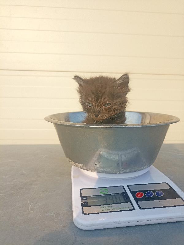 Gattina di un mese in adozione Foto 2