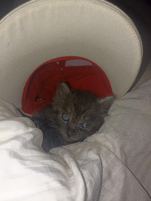 Gattina di un mese in adozione Foto 3