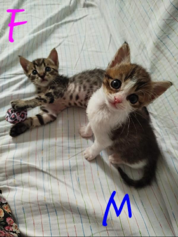 I GATTINI DI FERRAGOSTO Foto 1