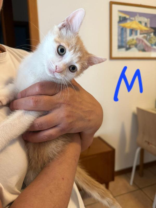 I GATTINI DI FERRAGOSTO Foto 2