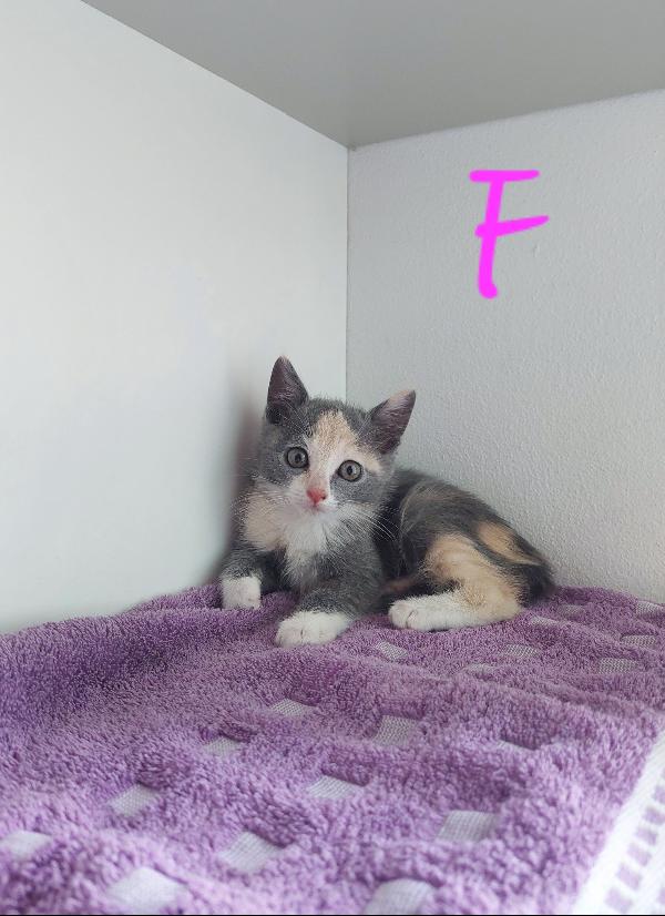 I GATTINI DI FERRAGOSTO Foto 3