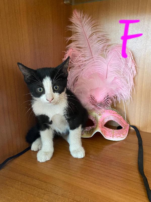 I GATTINI DI FERRAGOSTO Foto 4